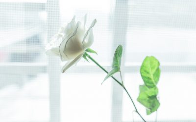 Comment promouvoir une formation ? Les secrets de Christian Salmon